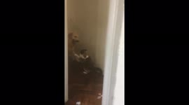 Theo the cat defending itself from Gael the dog, trying to swallow his head