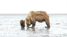 Adorable bear cub learns how to dig for clams in Alaska
