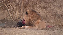 Fearsome lion shakes his mane and lets out an almighty roar