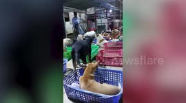 Caring animal shelter staff use electric swatters to protect stray dogs from mosquitoes