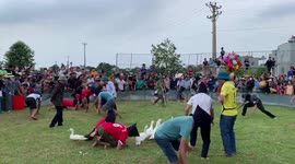 Vietnamese festival sees blindfolded contestants attempt to catch pigs