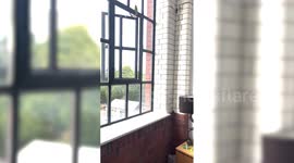 Woman shocked when random lost BUDGIE flew in through her fourth-floor flat window