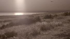 California Bighorn Sheep Have Made an Entire Island Their Own