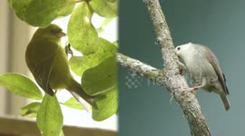 How Conservationists Are Saving Hawaii's Honeycreepers