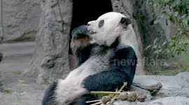 Giant panda utterly relaxed as he chomps on birthday cake