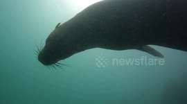 Curious fur seals come to investigate divers off South African coast