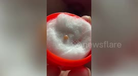 Couple find rare orange Melo pearl worth £2k in their DINNER