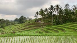 Beautiful rice terrasses in Bali, Indonesia