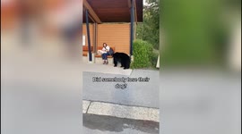 Watch the hair-raising moment huge black bear approaches woman alone at bus stop in Canada