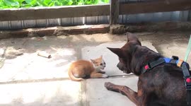 Adorable kitten squares up to huge dog but only manages a faint meow