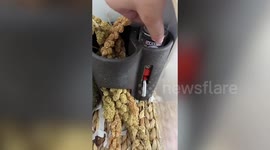 Tiny hamster influencer has life-saving surgery to remove a huge tumour