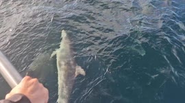 Beautiful pod of bottlenose dolphins spotted this off coast of Co. Cork, Ireland.