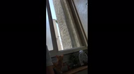 A parrot and a cat conversation got too nosy! Cat is replying well.