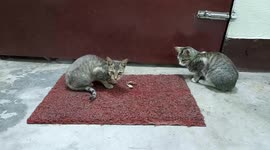 Two little kitten playing floor at home. Two kittens playing around on the floor