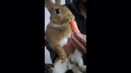 Feeding carrot to rabbit