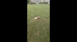Puppy flopping over after catching her ball on a rope after a long walk