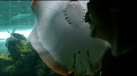 Large Sting Ray was a extraordinary sight as it swims past flapping it's wings