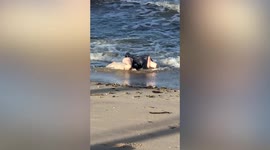 Shocked beachgoers call police over dead body which turns out to be a sex doll