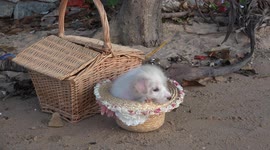 The funny moment when an adorable puppy falls out of a straw hat on a beach in Thailand.
