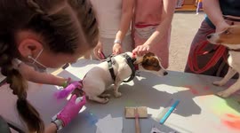 Make up for the dogs at Petshop Days festival 2022 in St Petersburg, Russia