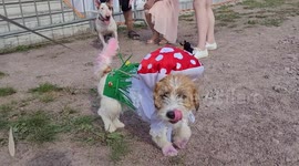 Dogs dressed up for the fashion show at Petshop Days festival 2022 in St Petersburg, Russia
