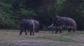 sri lankan tallest tusker kawanthissa on his musth time with female