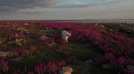 Rare moment polar bears walk across spectacular fields of purple fireweed
