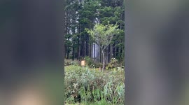 Mysterious 130ft-high geyser erupts near religious shrine in Japan