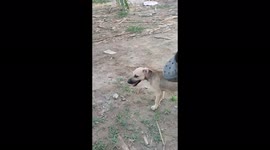 The dog stole the slap from the guy and ran away with it!