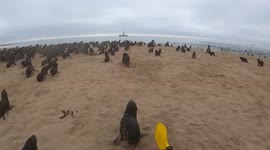 Man saves running baby seal entangled in plastic strap