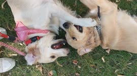 Puppy love, my dog lilly and her besr friend and firsr love, I guess..