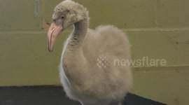 Greater flamingo chicks born at Africa Alive Zoological Reserve for first time since 2019