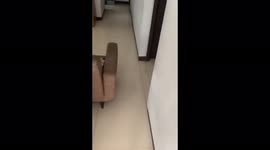 2 cats hug cutely while no one sees them!