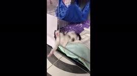 When the cat wakes up in the cage and has not fully opened its eyes!