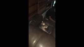 The cat lies holding a phone in its paws and participating in a video call!