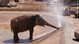 Adorable baby elephant creates sprinkler with its trunk and douses itself to cool off
