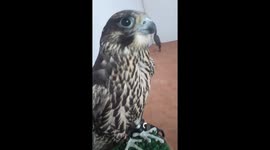 Baby Falcon Fresh