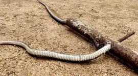 Snake precariously trapped in hole on pipe in central India, rescued
