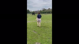 ''SHOCKING' intervention spoils lady's first meeting with a beautiful horse '