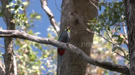 More Red-capped Parrots – female excavates tree hollow while male perches nearby