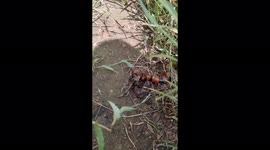 Giant centipede eating a crab