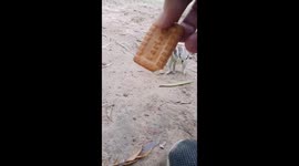 Guy loved to feed snacks to cute adorable squirrels inside the park