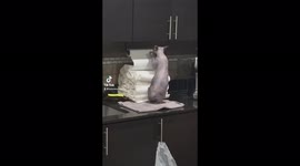 Three-year-old cat goes wasteful with paper towels