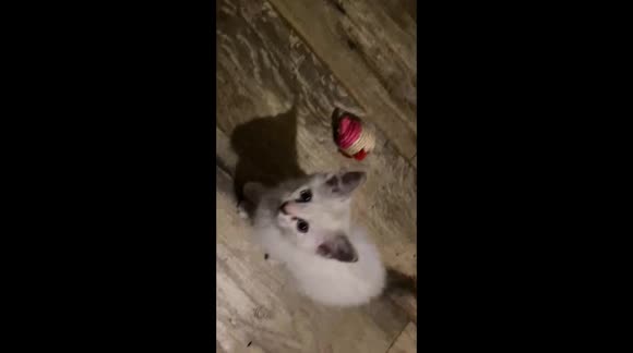 Our kitten falls face first into table leg bars while trying to catch a ball.