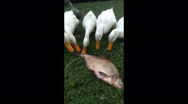 Cleaning bream from scales with the help of geese!