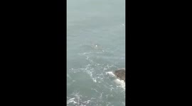 Rescuing a baby dolphin from a fishing net