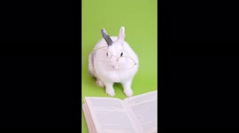 My bunny reading with glass. One this idea came to me and so took action and this is the result.