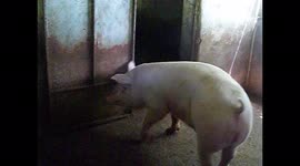 Piglets in their stable