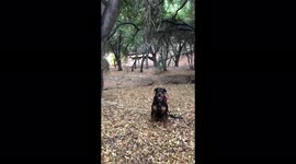 Rottweiler recall
