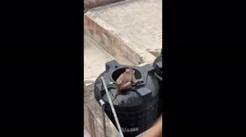 Monkeys Turns Water Tanks to Swimming Pool